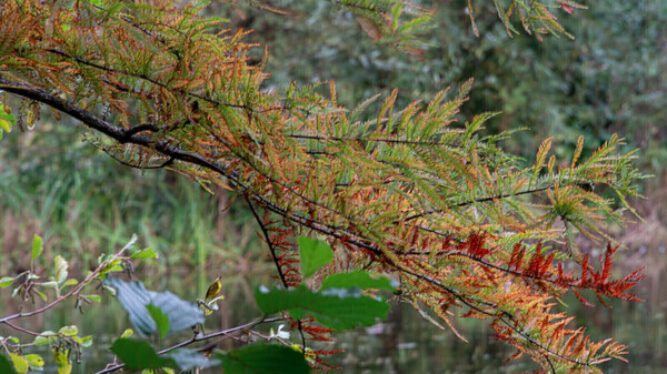 Herfst in Roomburgerpark (foto RBF)