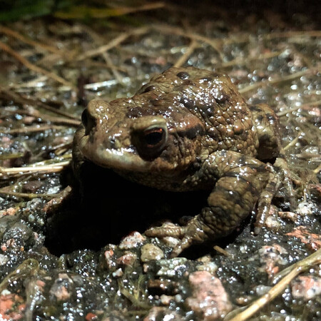 Paddentrek. (Foto: Albert van de Plas)
