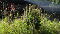 De brede wespenorchis uitgegroeid tot een juweel in het gras! (foto RBF)
