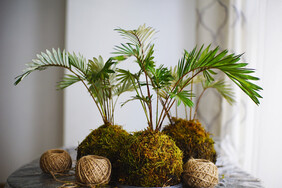 Workshop Kokedama maken bij De tuin van de smid