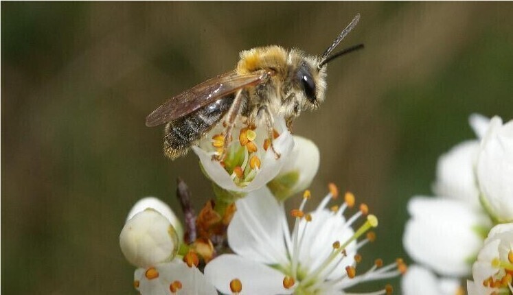 Lezing over wilde bijen in Cronesteijn