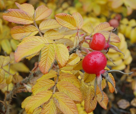 Herfstige wildplukwandeling