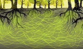 Lezing over de wisselwerking tussen bomen en schimmels