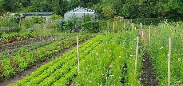 Het Zoete Land: viert 10-jarig jubileum / celebrates its 10th anniversary