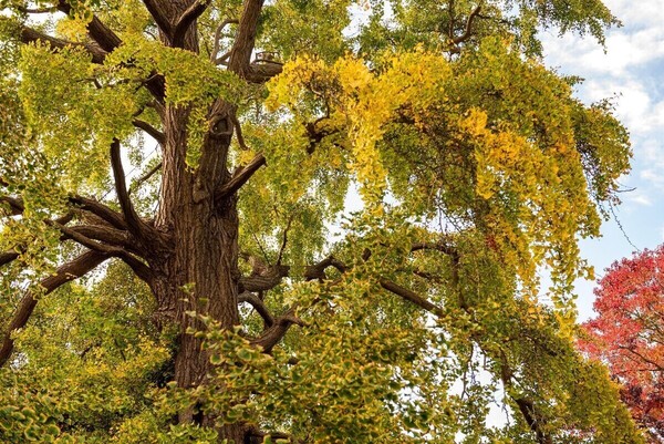 Boom van het jaar verkiezing / Tree of the year election