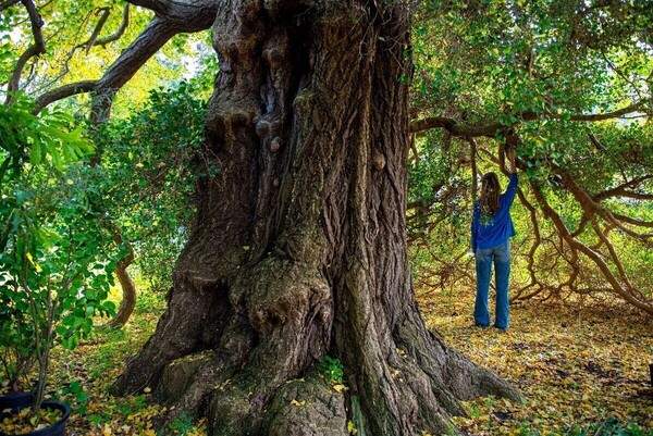 Boom van het jaar verkiezing / Tree of the year election
