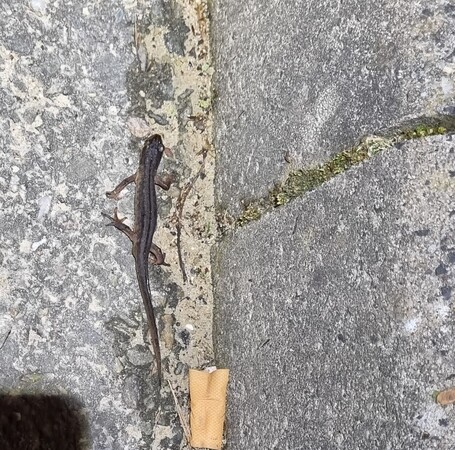 Image: Paddenpatrouille Leiden