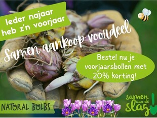 Voorjaarsbollen met korting! / Spring bulbs at a discount!