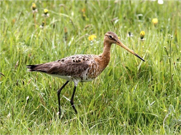 Foto: met dank aan Herman Berkhoudt