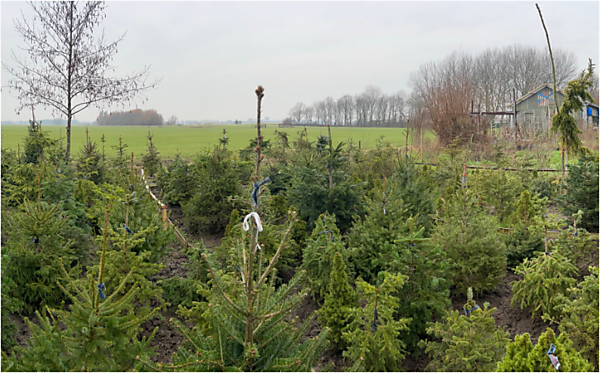 Kerstbomenasiel open / Christmas Tree Shelter Open