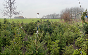 Kerstbomenasiel open / Christmas Tree Shelter Open