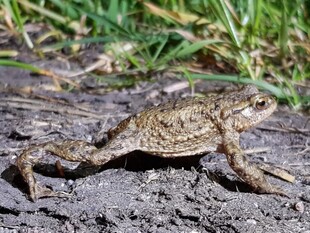 Doe mee met Paddenpatrouille Leiden / Join the Leiden Toad Patrol