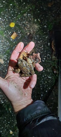 Doe mee met Paddenpatrouille Leiden / Join the Leiden Toad Patrol