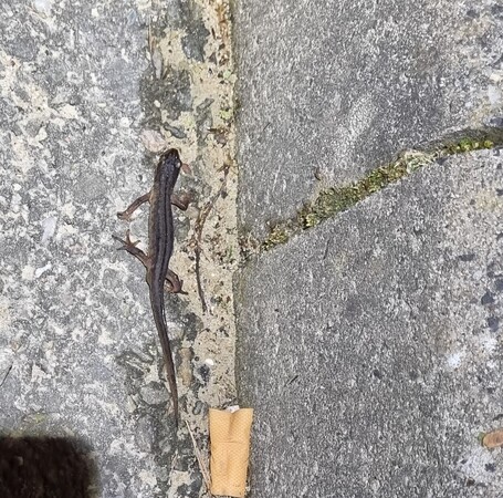 Doe mee met Paddenpatrouille Leiden / Join the Leiden Toad Patrol