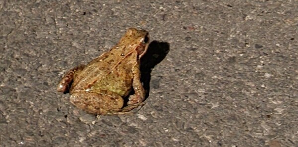 Doe mee met Paddenpatrouille Leiden / Join the Leiden Toad Patrol