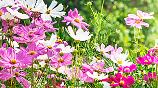 Beplant je eigen tuin / Plant your own garden