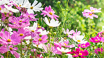 Beplant je eigen tuin / Plant your own garden