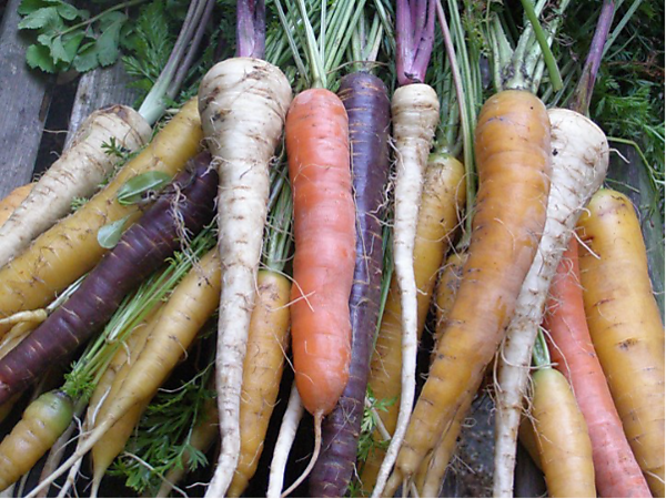 Groen Idee Café: Voedselraad Leiden / Green Idea Café: Leiden Food Council