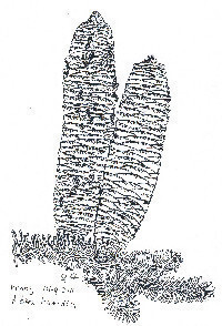 Algerijnse Zilverspar