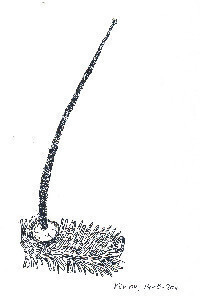 Algerijnse Zilverspar