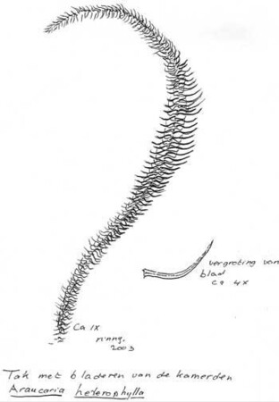 De Apetreiter: een boom die zijn naam eer aandoet