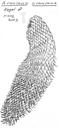 De Apetreiter: een boom die zijn naam eer aandoet