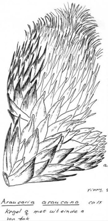 De Apetreiter: een boom die zijn naam eer aandoet