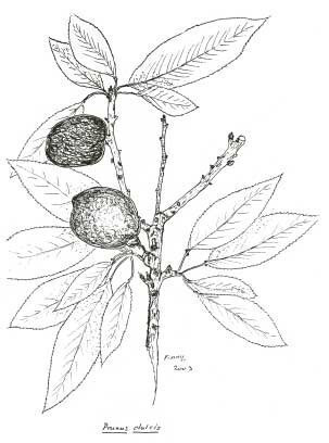 De Apetreiter: een boom die zijn naam eer aandoet