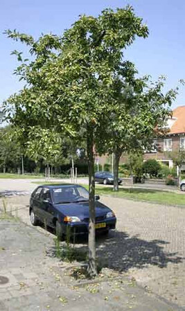 De Appelboom