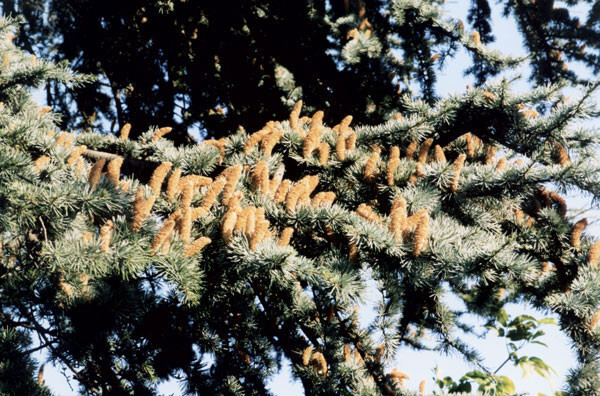 De Atlasceder, een boom met natuurlijke kaarsjes