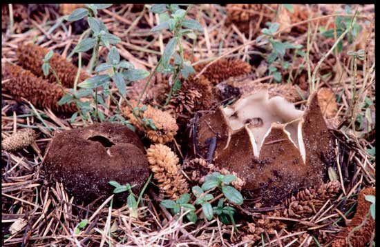 De Atlasceder, een boom met natuurlijke kaarsjes