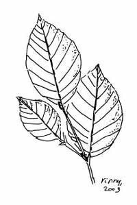 Beuken als koninginnen