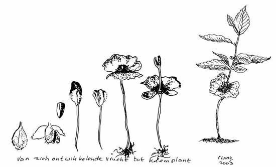 Beuken als koninginnen