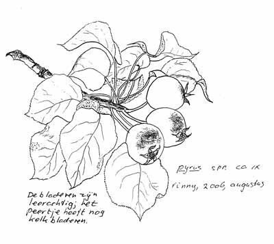 Bomen in de Wasstraat