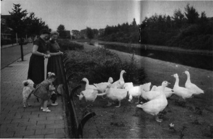 Familie Stuut