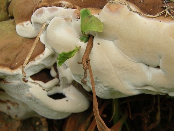 Ginkgo biloba, de Japanse Noteboom, een monumentale soort