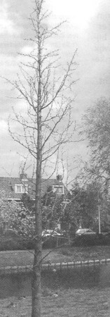 Ginkgo biloba, de Japanse Noteboom, een monumentale soort