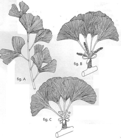 Ginkgo biloba, de Japanse Noteboom, een monumentale soort