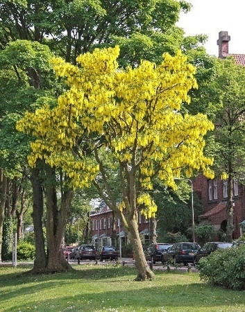 Bij goud hoort een feestelijke Goudenregen