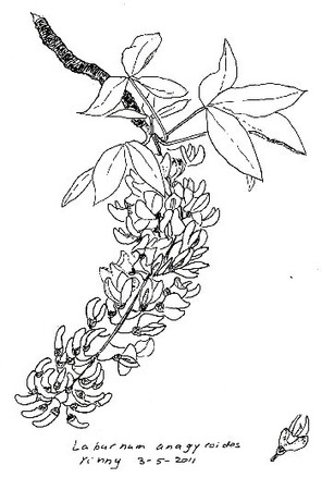 Bij goud hoort een feestelijke Goudenregen