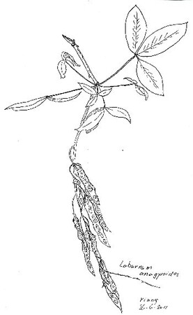 Bij goud hoort een feestelijke Goudenregen