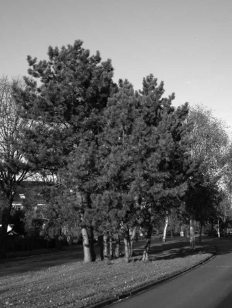 Een grove dennenbos op een middenberm