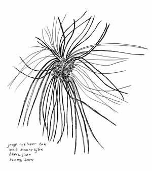 Een grove dennenbos op een middenberm