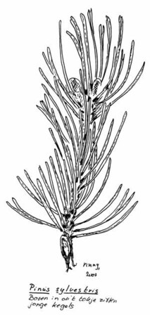 Een grove dennenbos op een middenberm