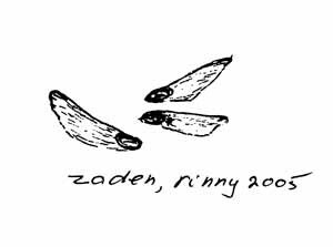 Een grove dennenbos op een middenberm