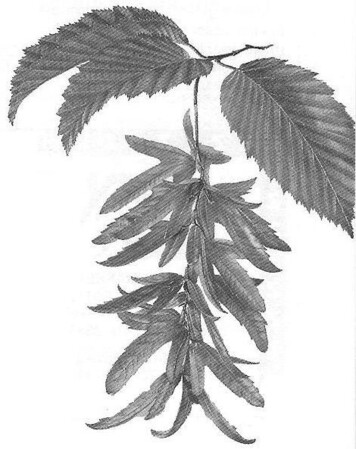 Over giganten in de Cobetstraat.