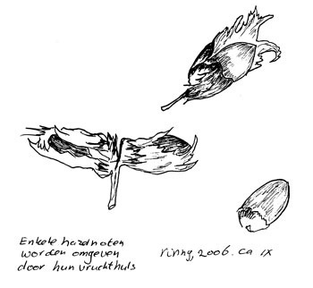 De hazelaar, een bloeier in de kou