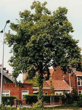 De Hollandse Linde, de herdenkingsboom in de buurt.