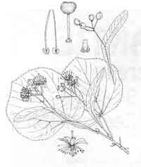 De Hollandse Linde, de herdenkingsboom in de buurt.