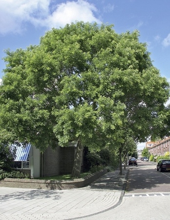 Die honingboom roept vragen op